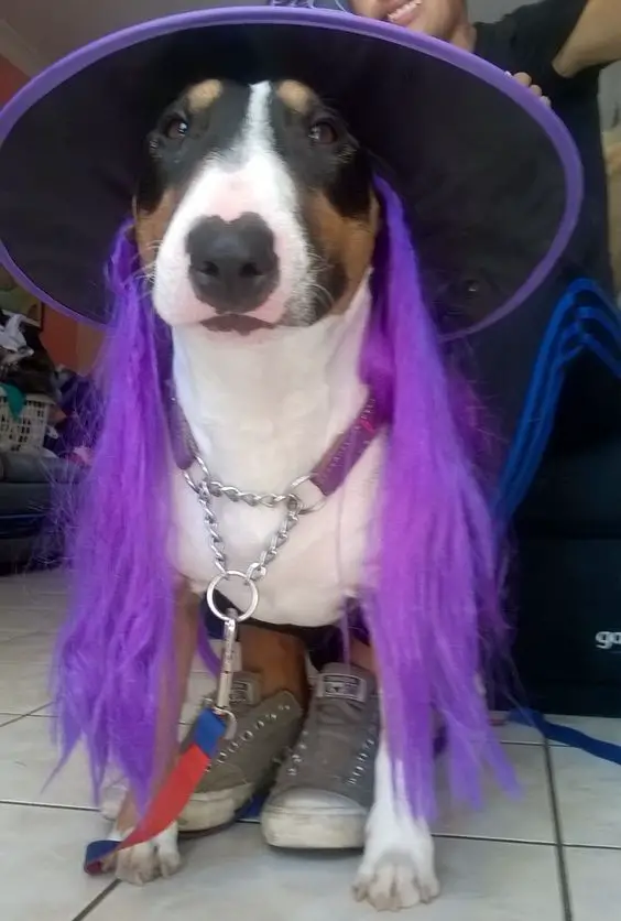 Bull Terrier in witch costume