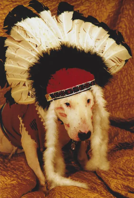 Bull Terrier in indian outfit
