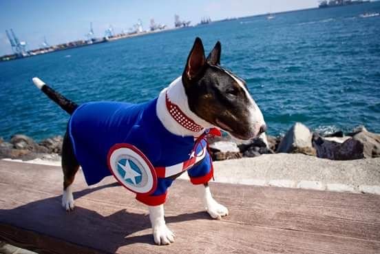 Bull Terrier in captain america costume