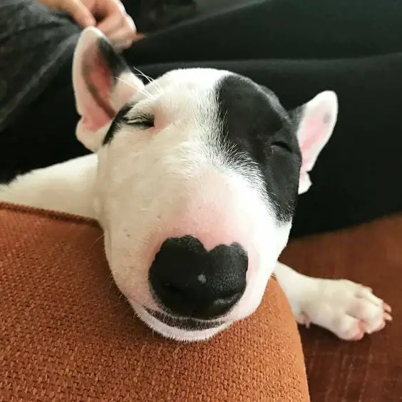 English Bull Terrier puppy sleeping on the couch