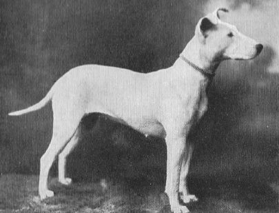 A black and white photo of a Bull Terrier standing