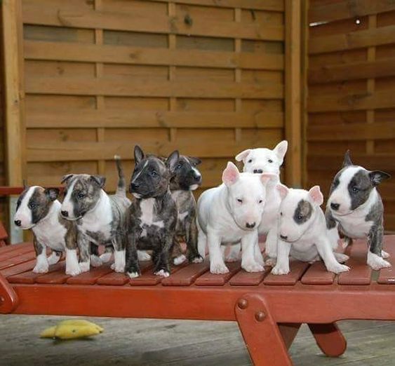 English Bull Terrier puppies lined up in the wooden bench