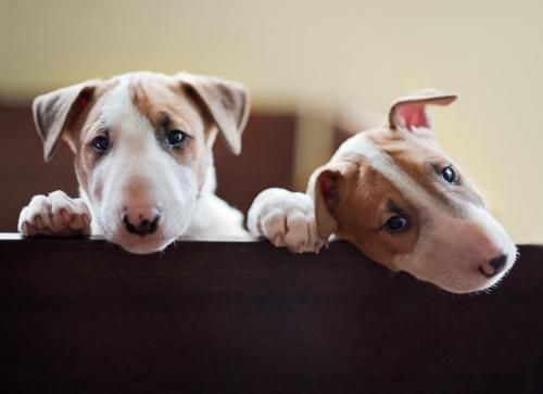 two English Bull Terrier puppy behind the wooden fence