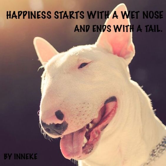 smiling Bull Terrier photo with a text 