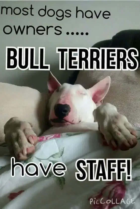 Bull Terrier sleeping on the bed with a text 