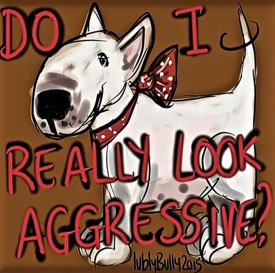 drawing of a Bull Terrier with a text 