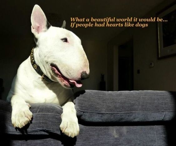 Bull Terrier behind the fence photo with a text 