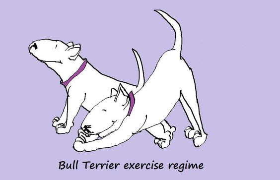 drawing of two Bull Terrier stretching and a text 