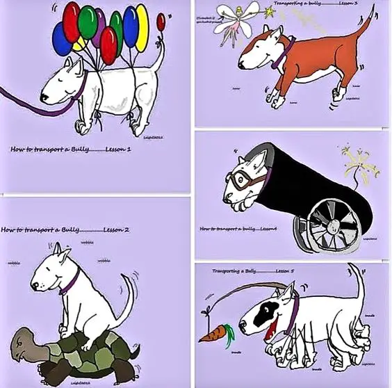 collage photos of Bull Terrier floating with balloons, flying, riding a turtle and playing with a carrot