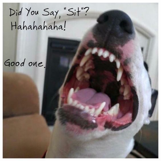 laughing Bull Terrier with its mouth wide open photo with a text 
