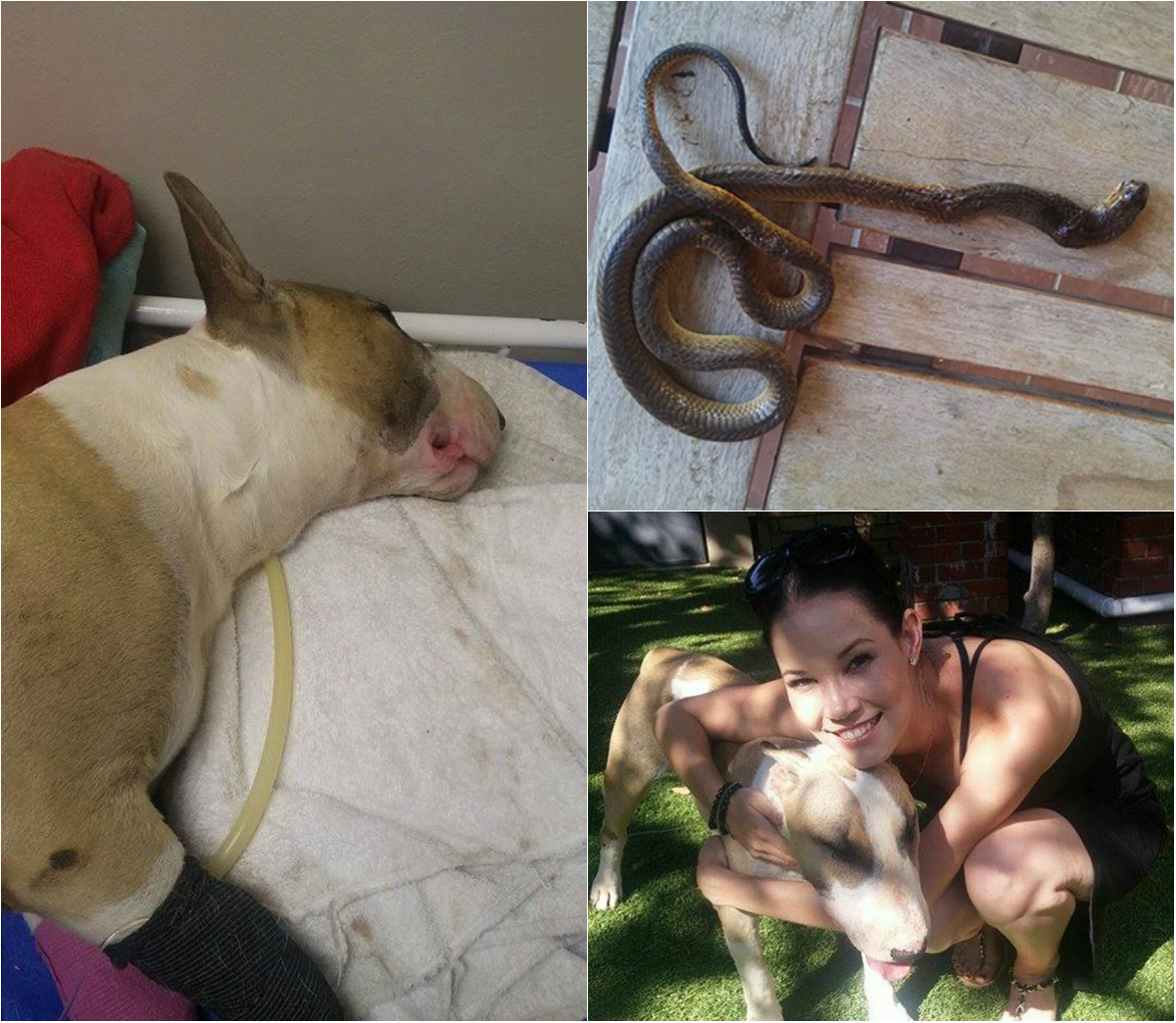 A collage photo of a Bull Terrier confined in a vet, dead cobra, and a woman hugging him
