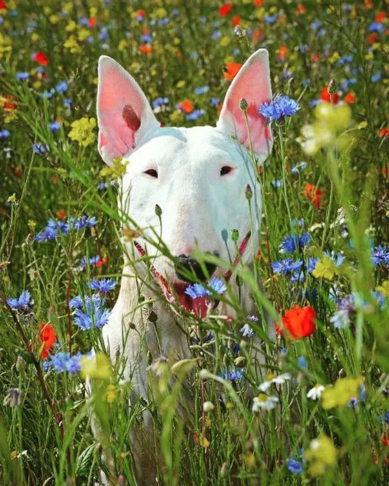 English Bull Terrier in the field of widflowers