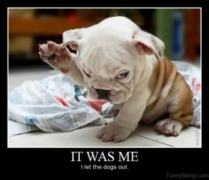 English Bulldog puppy sitting on the floor while raising its paws photo with caption - It was me. I let the dogs out
