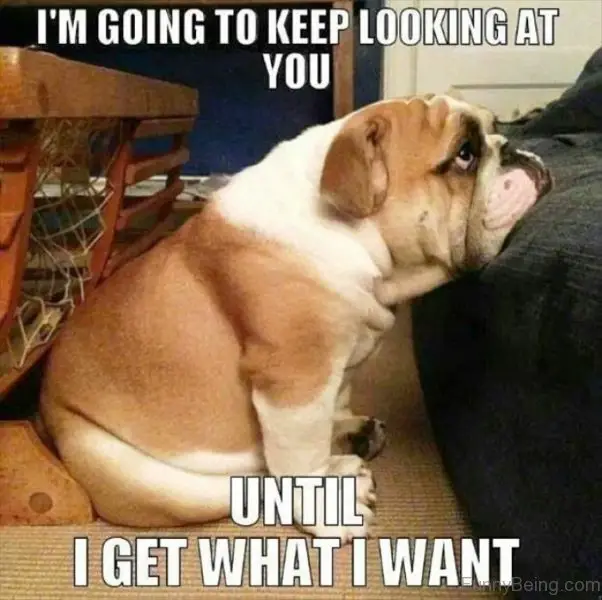 English Bulldog sitting on the floor with its sad face on the couch photo with text - I'm going to keep looking at you until I get what I want