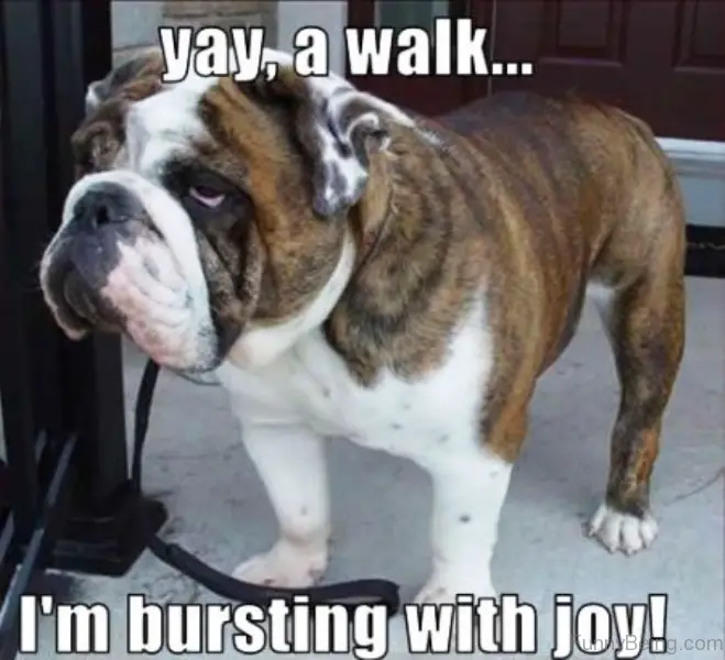 Bulldog standing on the floor with its unamused face photo with text - Yay a walk... I'm bursting with joy!
