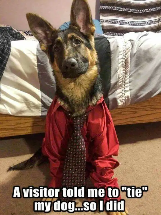 German Shepherd wearing a red long sleeve polo and a tie and a text 