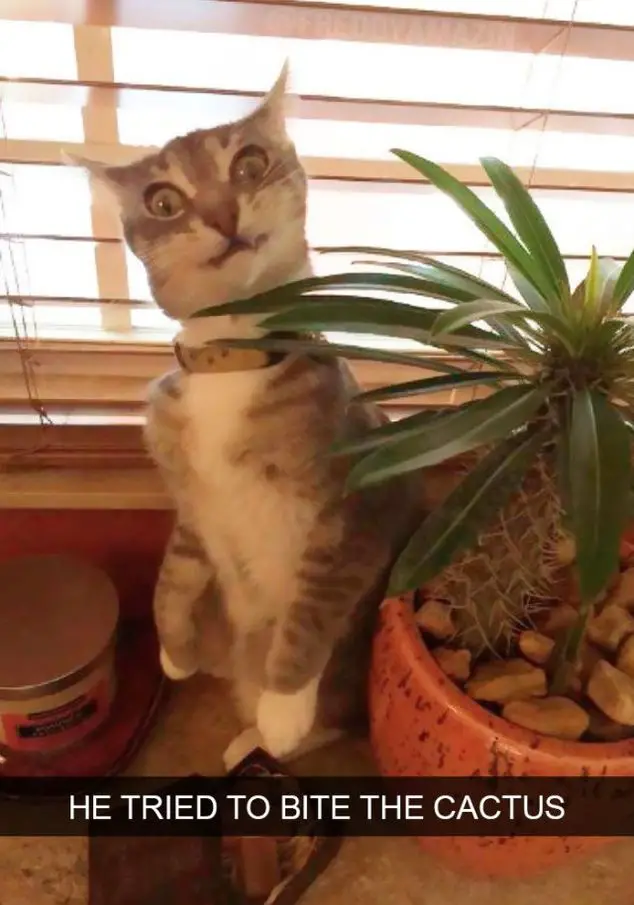 A cat sitting next to the potted cactus with its funny face photo with text - He tried to bite the cactus