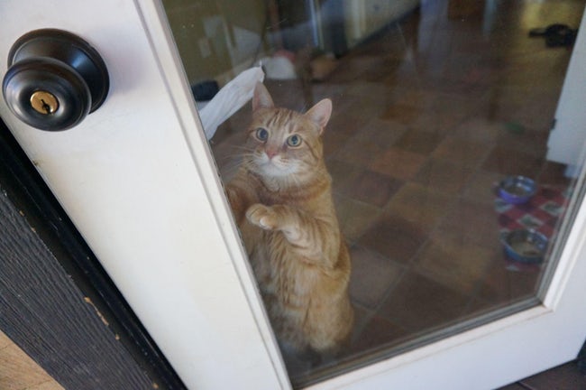 A cat standing up behind the door while staring at the door handle