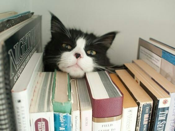 A cat peeking behind the book shelf