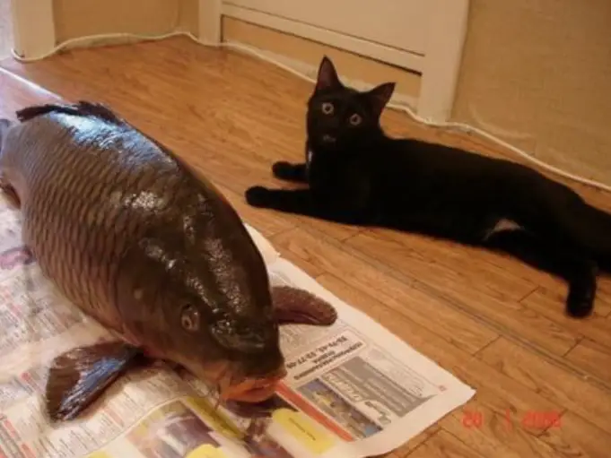 A black cat with its wide eyes lying on the floor next to a large fish