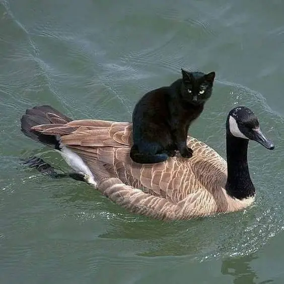 a black cat sitting on top of a goose floating in the water