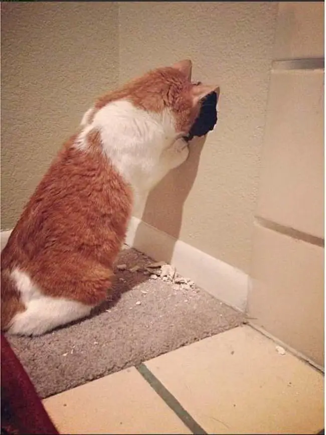 A cat peeking at the hole on the whole