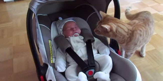 A cat staring at the baby in the stroller