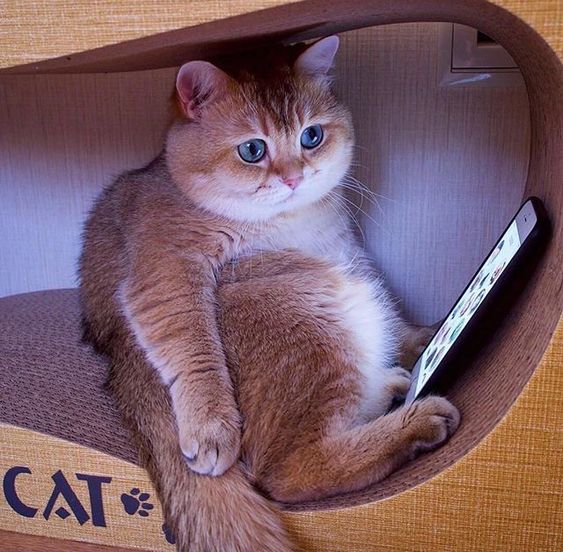 A cat sitting inside it cat house with a phone in front of him