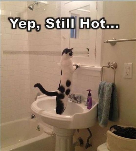 A cat standing up in the sink and looking at herself in the mirror photo with text - Yep, still hot...