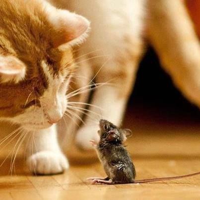 A cat standing on the floor while staring at the little mouse