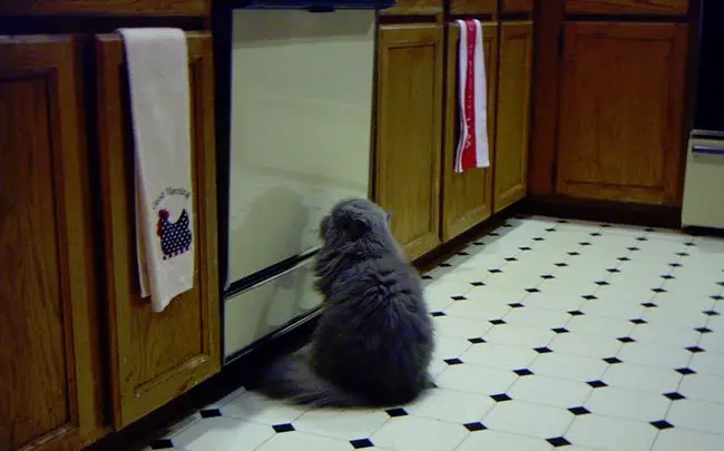 A black cat staring at the oven in the kitchen
