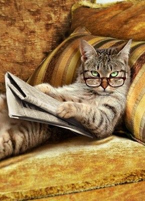 A cat lying on the couch wearing glasses and holding a newspaper