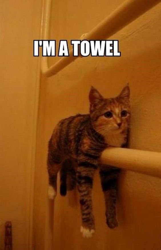 A cat hanging on top of the tube on the wall photo with text - I'm a towel