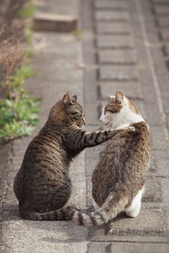 a cat sitting on the pavement with its paws on the back of a cat sitting next to him while staring at each other