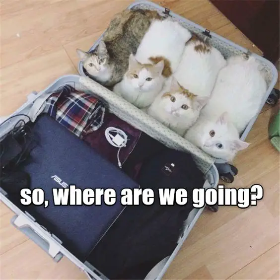 four cats inside the suit case photo with text - so, where are we going?
