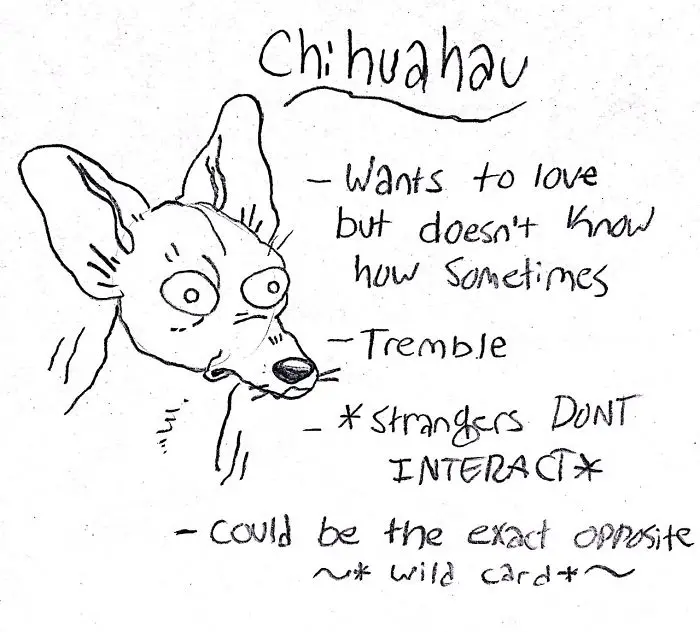 A hand drawing of a Chihuahua with handwritten - Chihuahua- wants to love but doesn't know sometimes, tremble, *strangers don't interact*, could be the exact opposite ~wild cart~