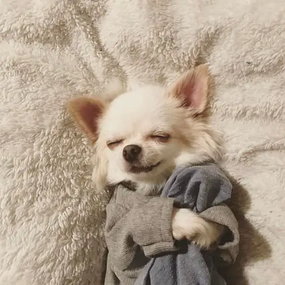 A Chihuahua wearing a gray sweater while sleeping on its bed