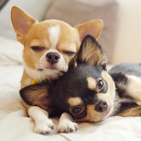 two Chihuahuas resting on the bed beside each other