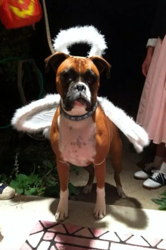 Boxer Dog in its angel outfit