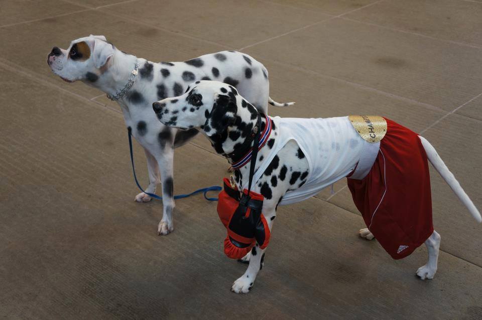 Boxer Dog with dalmatian dots on its body while standing next to a Dalmatian in a boxer costume