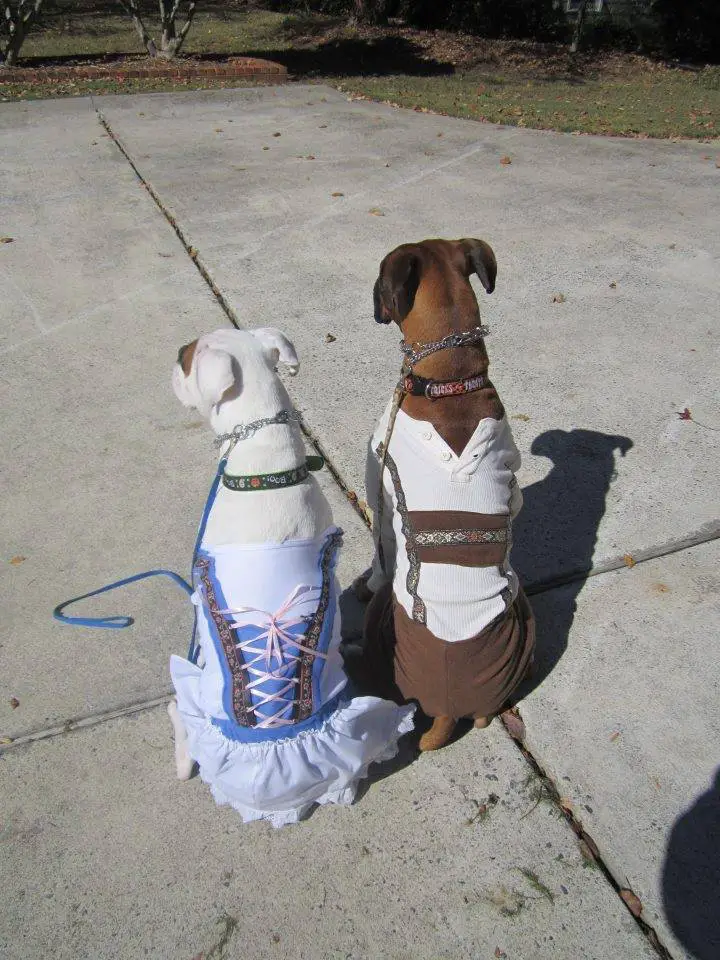 two Boxer Dogs siting on concrete floor at the park in their dress and shirt