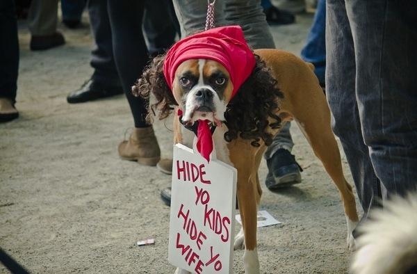 Boxer Dog wearing a curly hair wig with red scarf and a signboard that says- Hide yo kids. Hide yo wife.