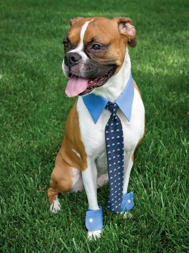 Boxer Dog sitting on the green grass while wearing a blue collar with blue necktie