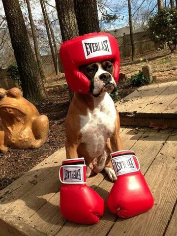 Boxer Dog sitting on the wooden pathway while wearing a boxer costume