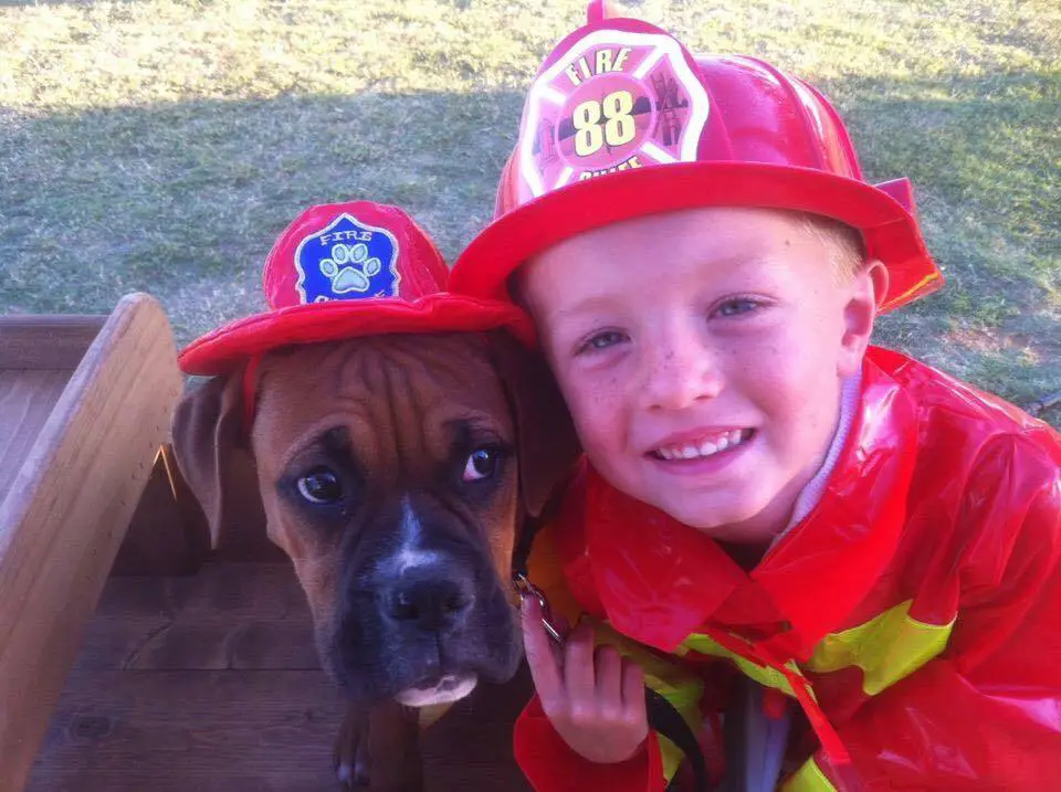 Boxer Dog wearing a firefighter hat next to a kid in his firefighter