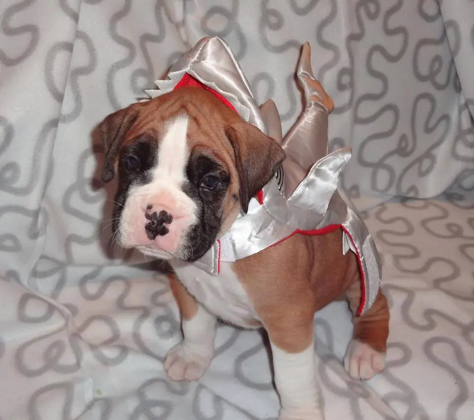 Boxer Dog wearing a shark costume while sitting on the couch