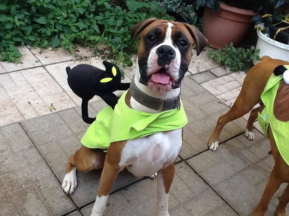 Boxer Dog wearing a black cat stuffed toy on its back