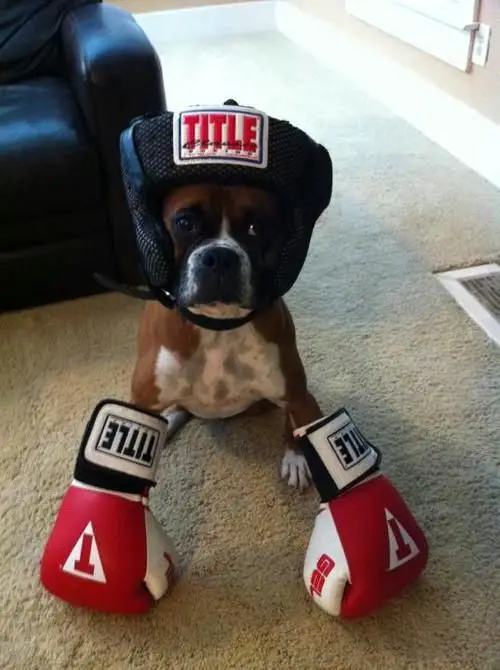 Boxer Dog sitting on the floor in its boxer costume