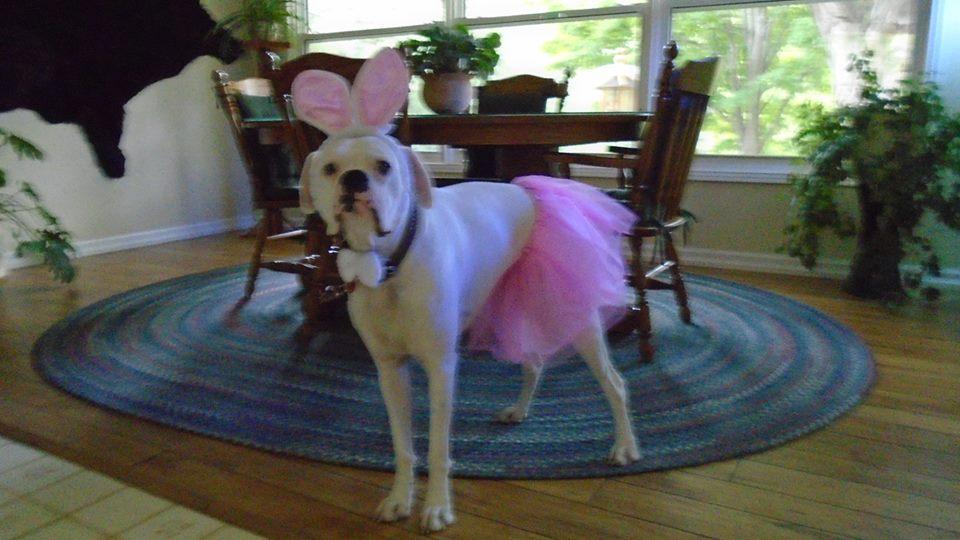 Boxer Dog standing on the floor while wearing a pink tutu and bunny ears