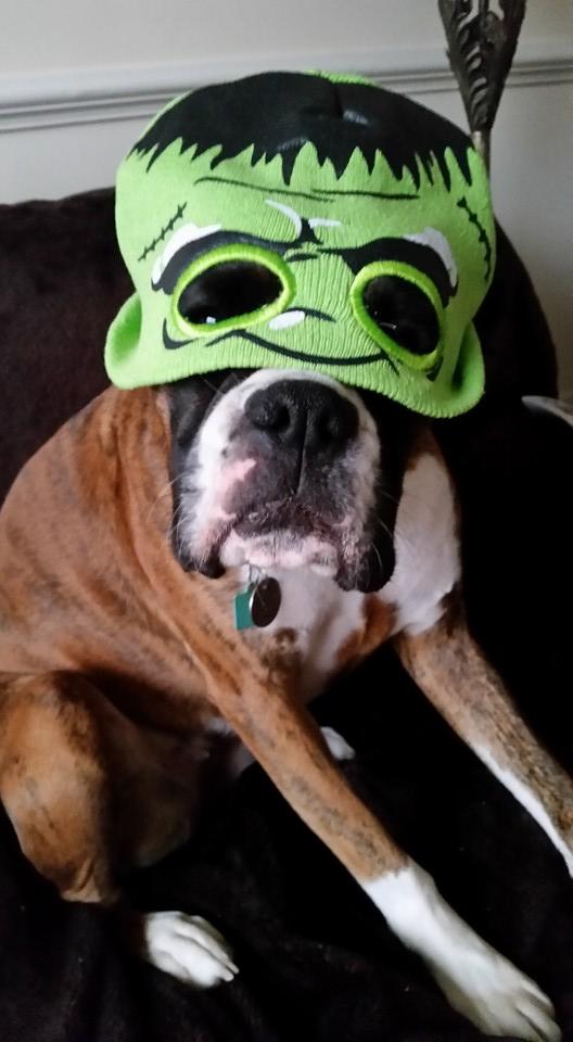 Boxer Dog wearing a hulk beanie while sitting on the couch